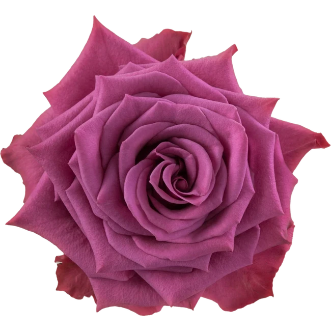 Rose Blueberry 50cm ECO