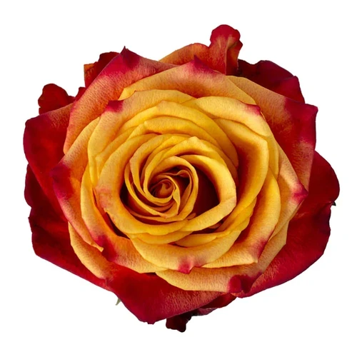 Rose Atomic 50cm ECO