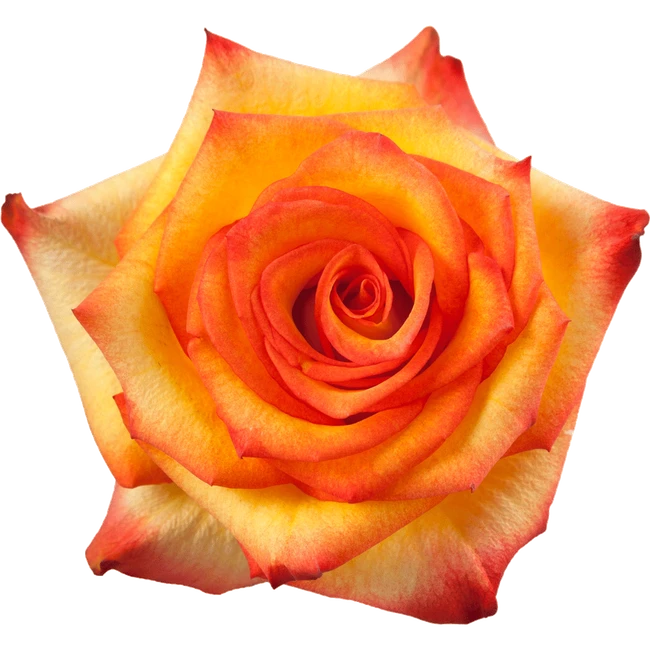 Rose High&Magic 40cm FLORECAL