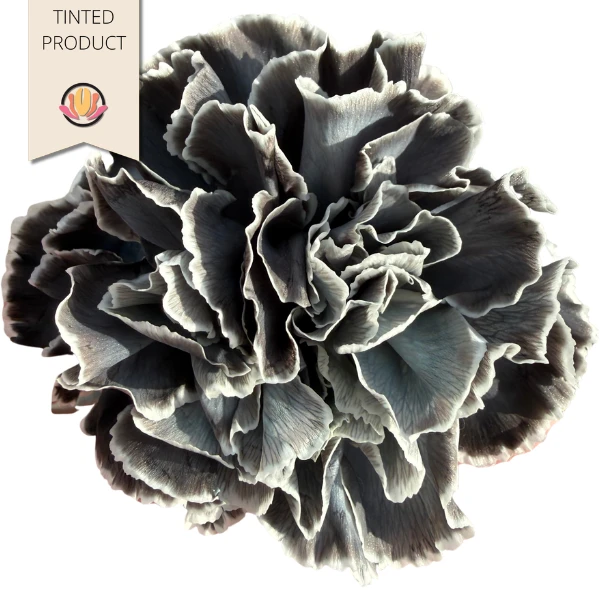 Carn Black Dyed HOLL 20st