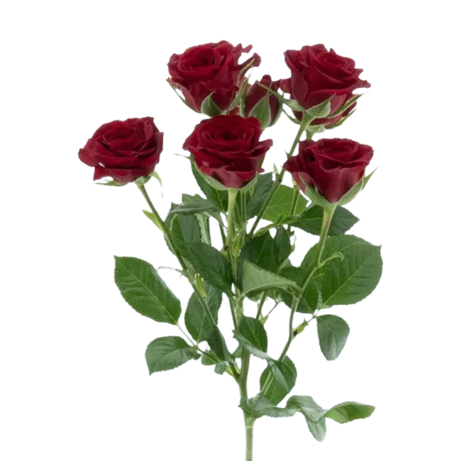 RoseSpray Caradonna holl