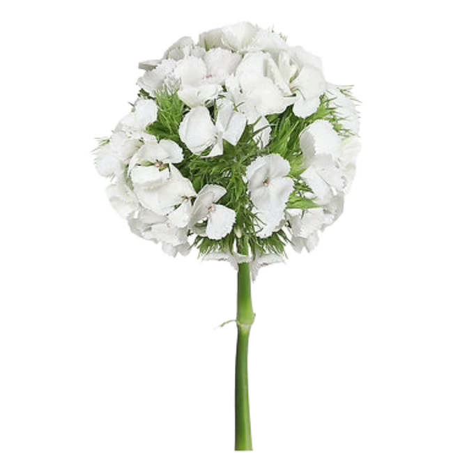 Dianthus Poethus White fresca