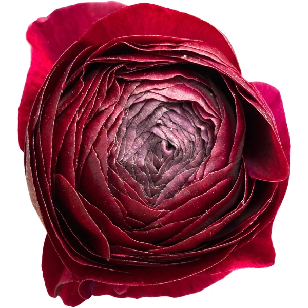 Ranunculus Burgundy anton