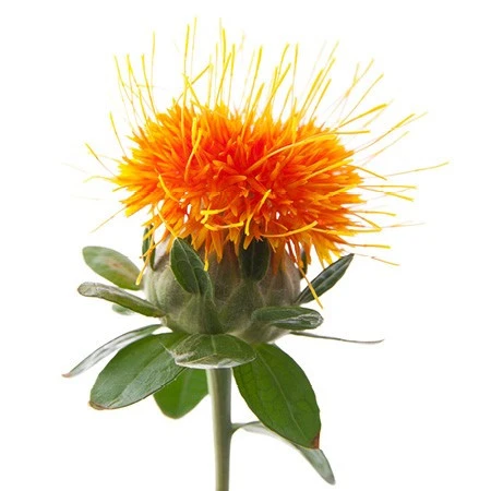 Safflowe Orange esmeralda 5st