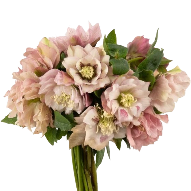 Helleborus Dbl Pink fresca(5st