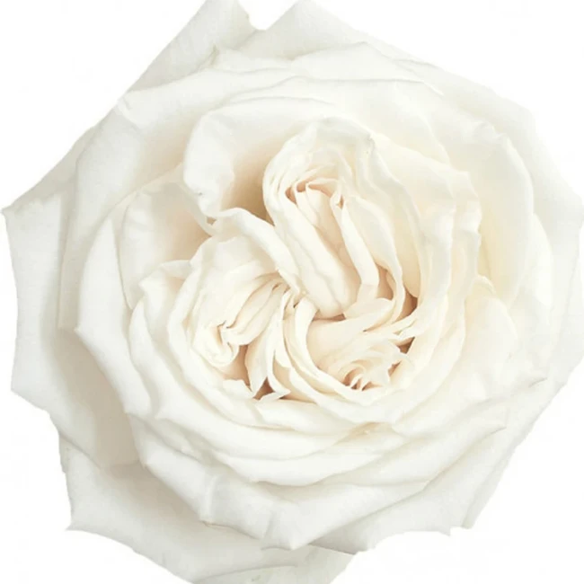Rose Playa Blanca 40cm RFI