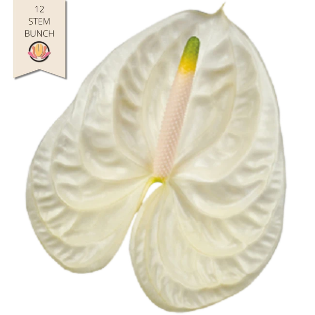 Anthurium Moment 12st Holl