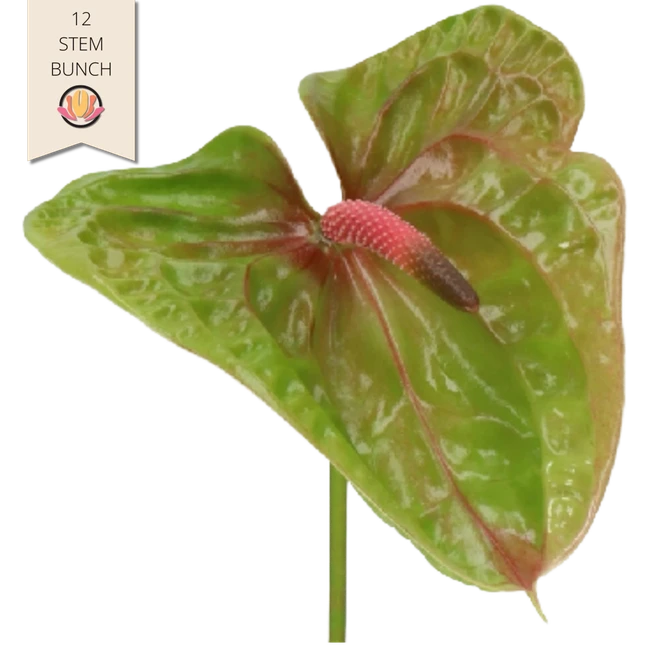 Anthurium Pistache 12st Holl