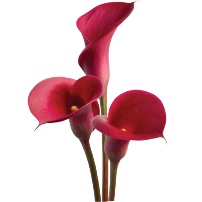 Calla Red sole