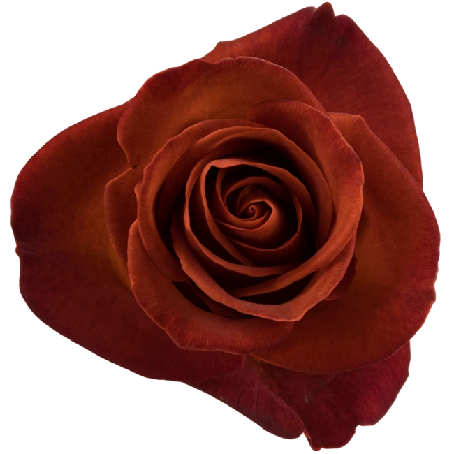 Rose Cafe Del Mar 50cm monte
