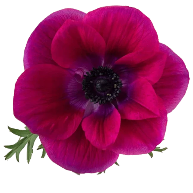 Anemone Mistral Magenta rprima