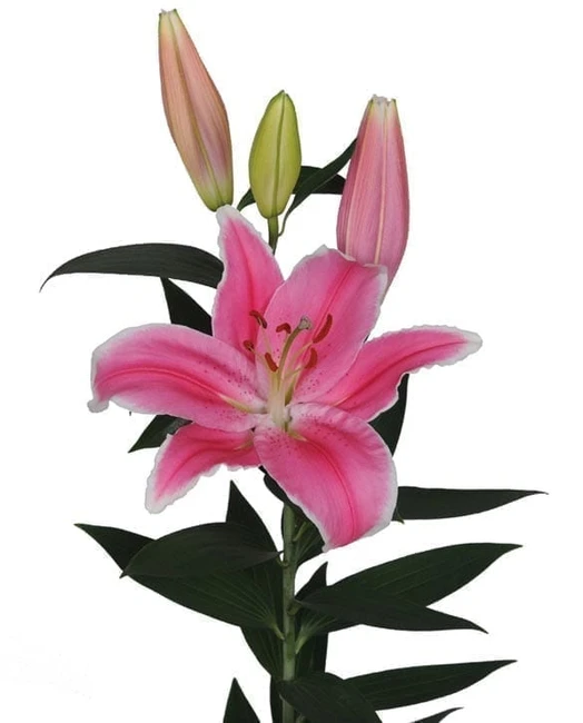 Lily Marlon Holland dk pk 5bl