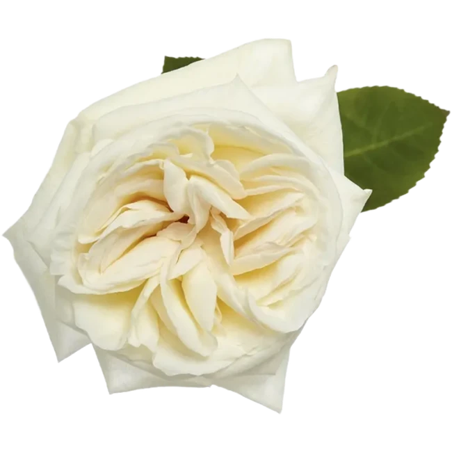 Rose Gdn White Ohara rio 25st