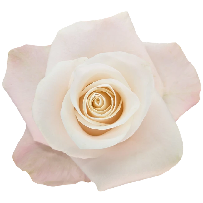 Rose Bone 60cm Florecal