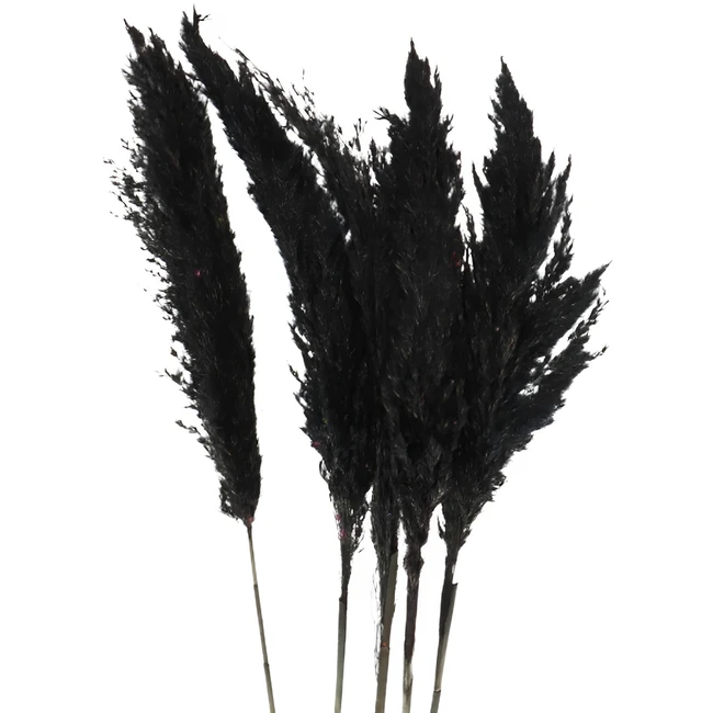 Dried Cortaderia Black 100cm 5