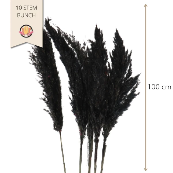 Dried Cortaderia Blk 100cm HOL