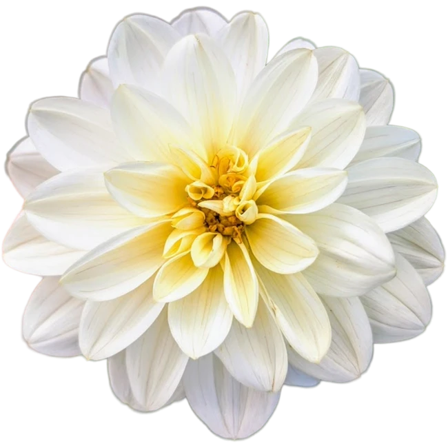 Dahlia Bridezilla local 5st
