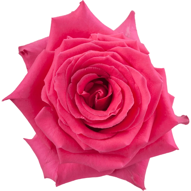 Rose Full Monty 50cm(4cs)rprim