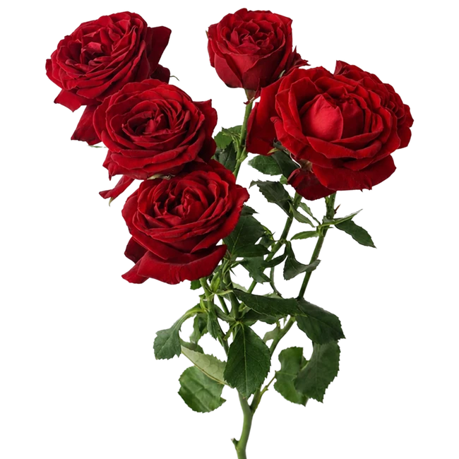 RoseSpray FibonacciRosso TESSA