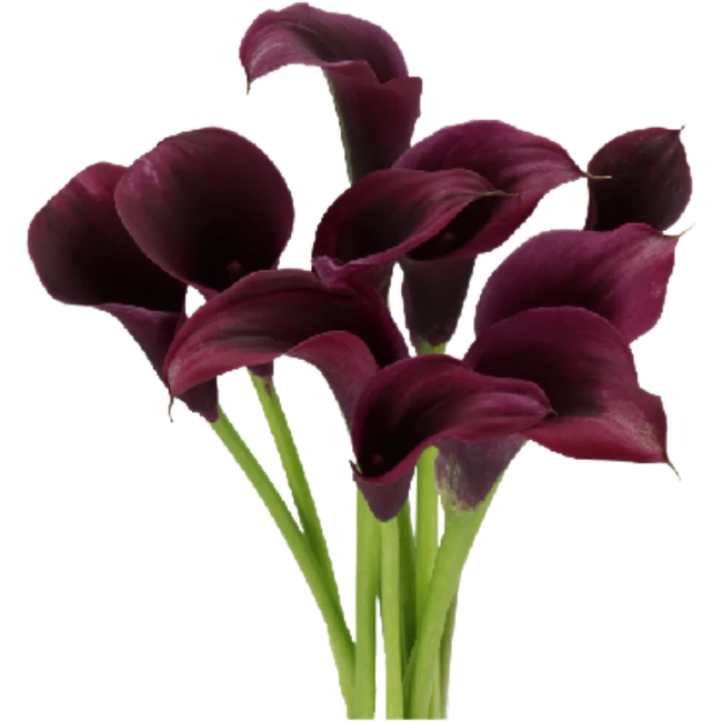 Calla Amazon HOLL