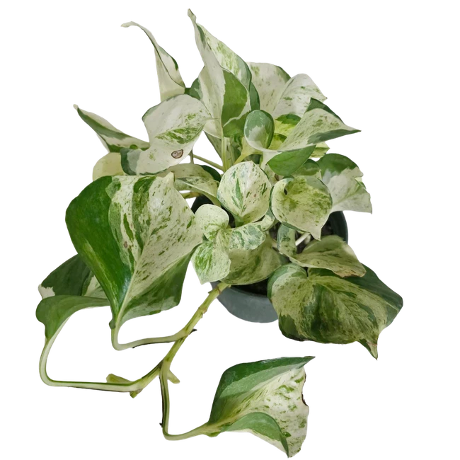 6" Pothos Manjula