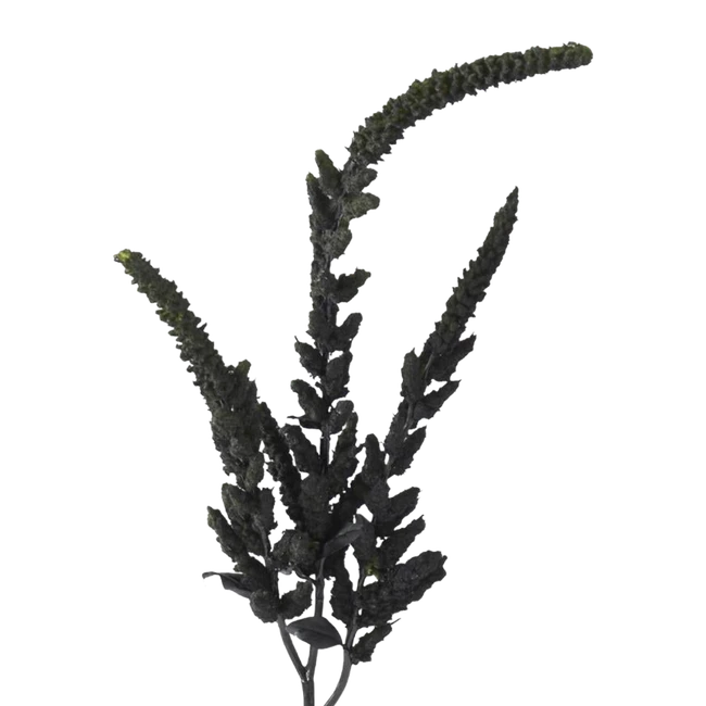 Dried Amaranthus Black Upright