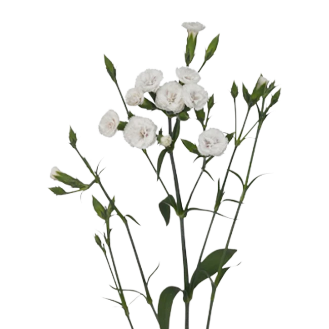 Dianthus Raffine White SOLE