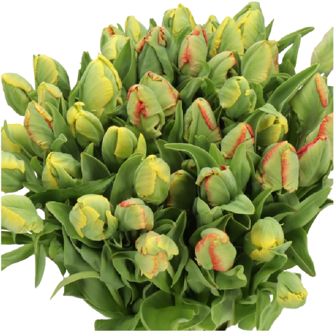 Tulip Rainbow Parrot HOLL