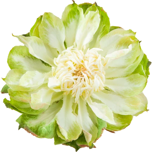 Rose Veggie 40cm CHOICE