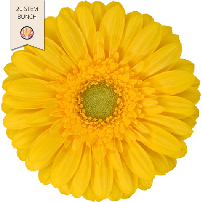 GerMini Piccolini Emoji HOLL 2