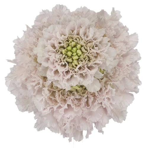Scabiosa BonBon Vanilla CHOICE