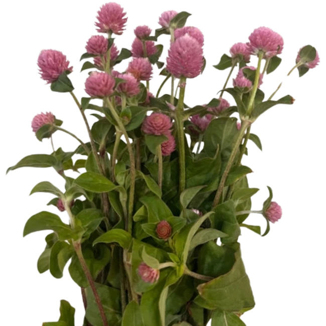 Gomphrena Pink NORTHLAND