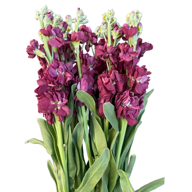 Stock Chocolate Mauve CHOICE