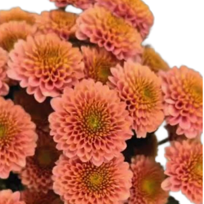Pom Button PrincessPeach SOLE
