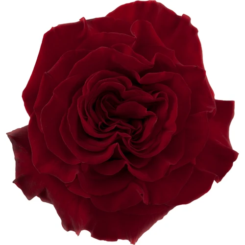 Rose Hearts 40cm CHOICE