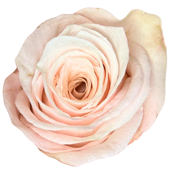 Rose Mademoiselle 50cm ECO