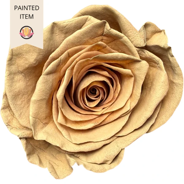 Rose TINTED Coffee 50cm RIO