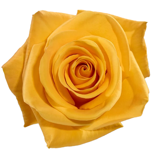 Rose Bumblebee 50cm MONTE