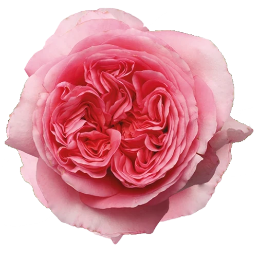 Rose Pink Xpr 50cm MONTE