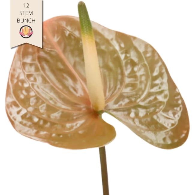 Antheirum Prestige holl 12st