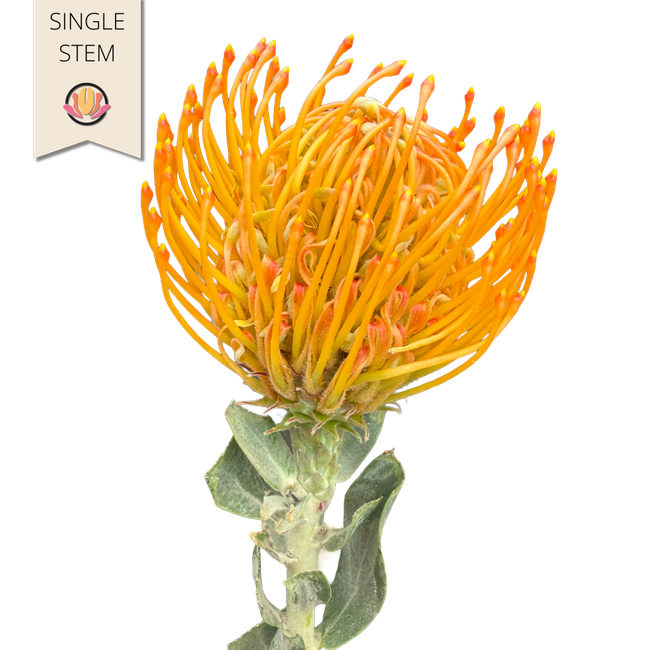 Pins LtOrange BELLA stem