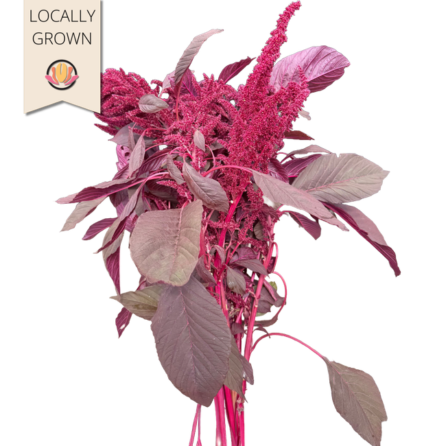 Amaranthus Burgundy Spike LOCA