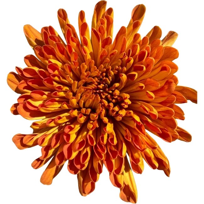 Mum Cremon Spinoza SOLE