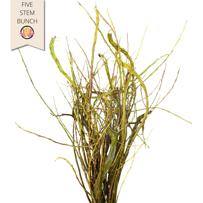 Pwillow Fantail 4ft 5 stm tril
