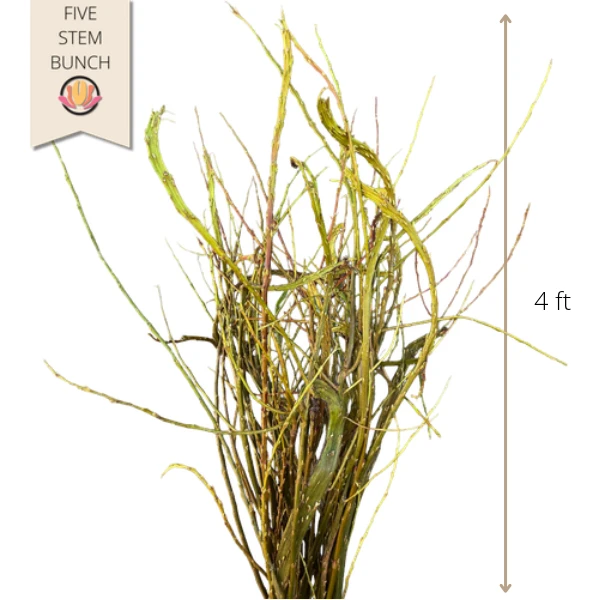 PWillow Fantail 4ft 5st TRILLI
