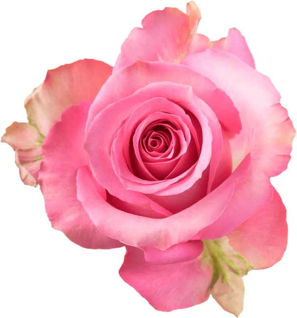Rose Sweet Memory 50 Sunrite