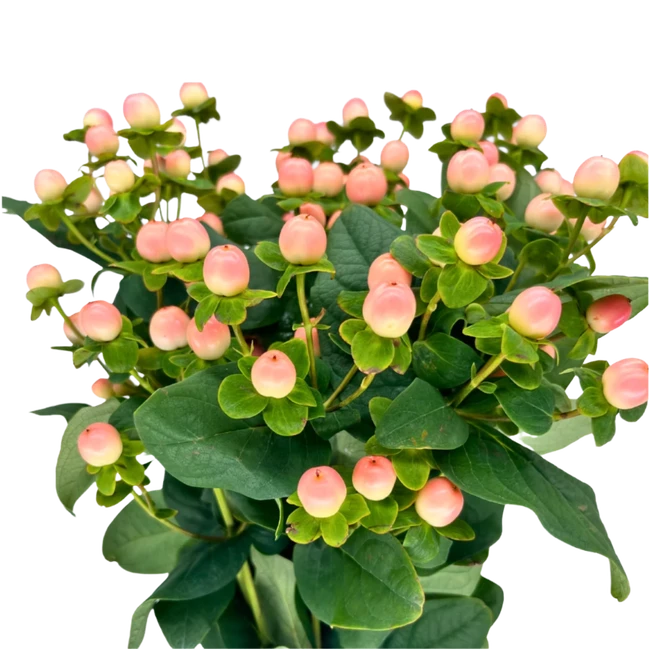 Hypericum Peach Magical 70cm b