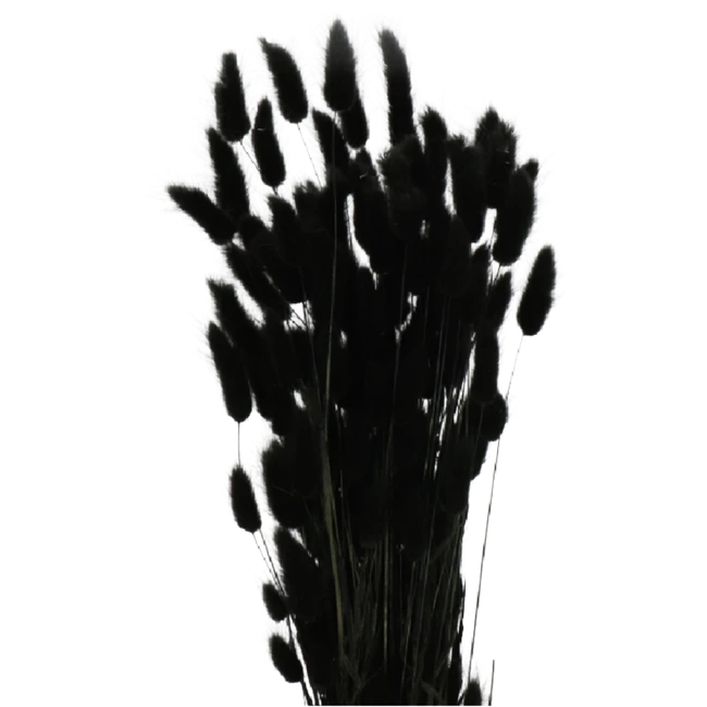 Dried Lagurus Bleached Black h