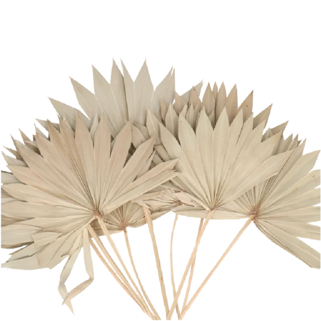 Dried Palm Spear Sun Nature ho