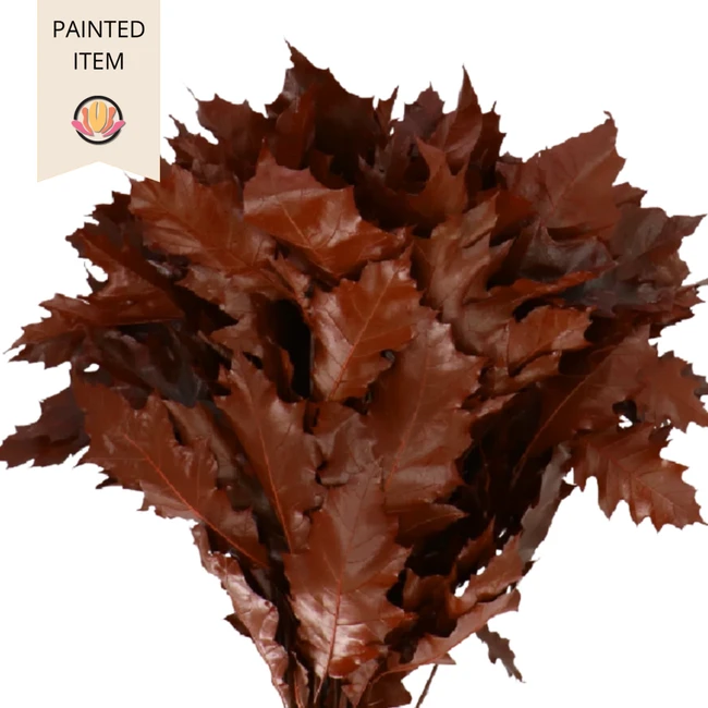 Quercus Dyed Red holl